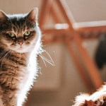 The Dog House слот игра для неудачников и проигрывающих игроков