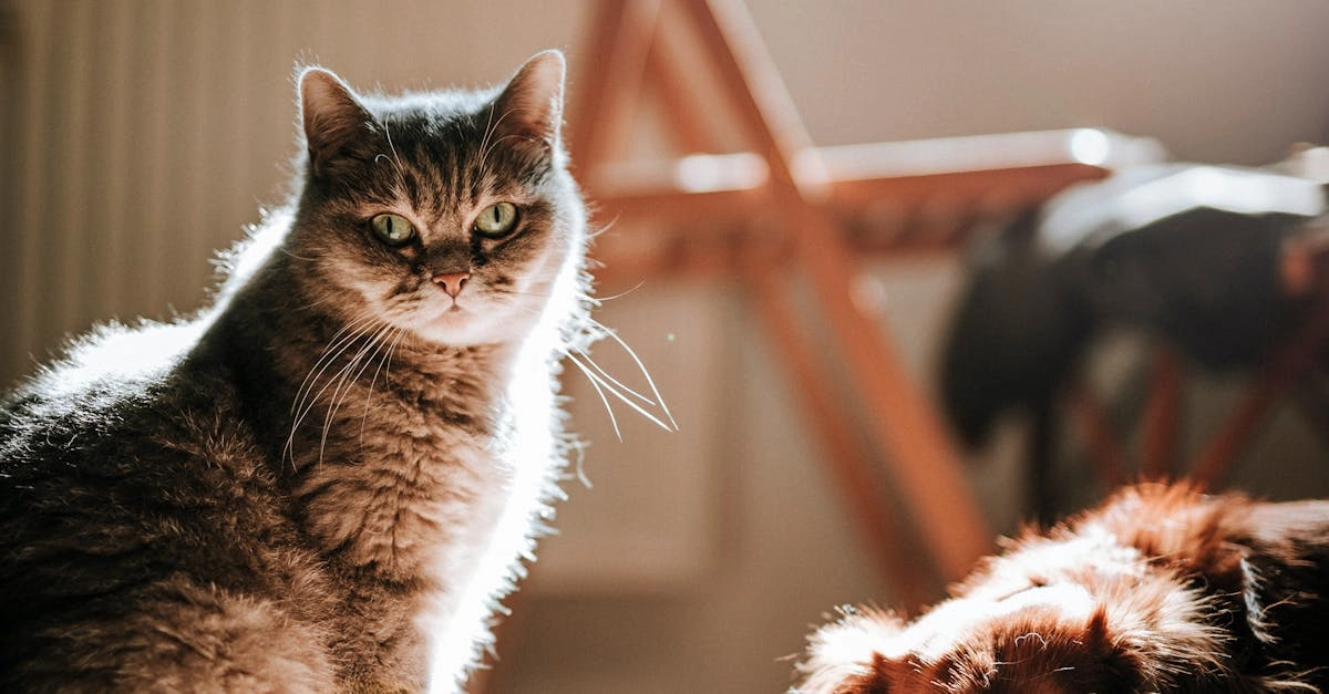 The Dog House слот игра для неудачников и проигрывающих игроков