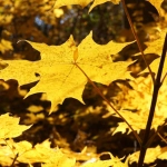 Wild West Gold Megaways слот для неудачников