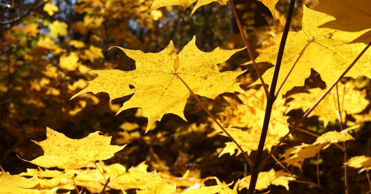 Wild West Gold Megaways слот для неудачников